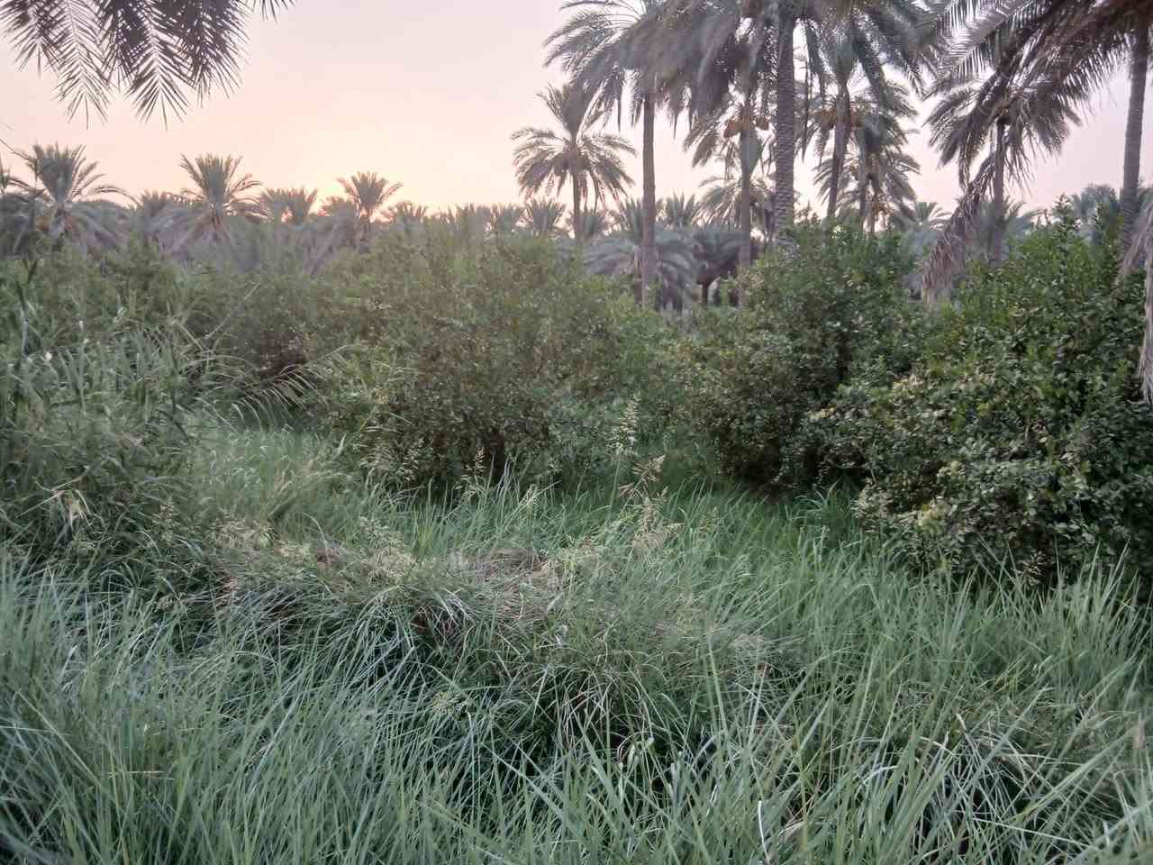بستان #للب_ي_ع
المساحة 39 دونم 
جميع شروط السكن متوفرة كهرباء وماء اسالة وماء سقي (حصة مائية)
وتحتوي ع 3 بيوت بالاضافة الى شاطية 
العنوان واسط الصويرة - جبيل 

للاتصال والاستفسار ع الارقام ***********

***********
