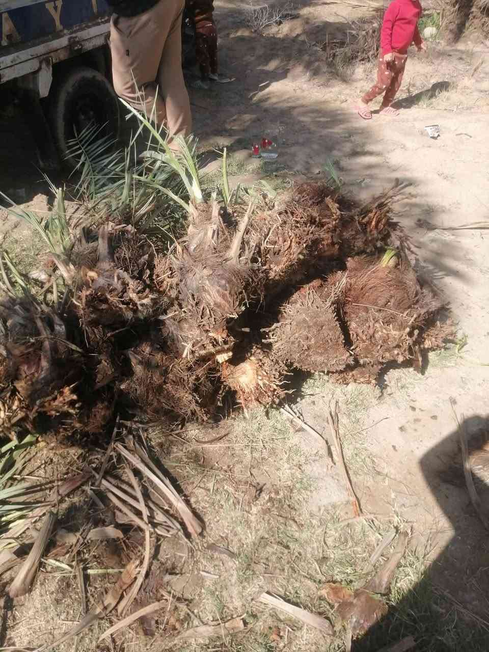 حطب • فسائل نخل • شويثي