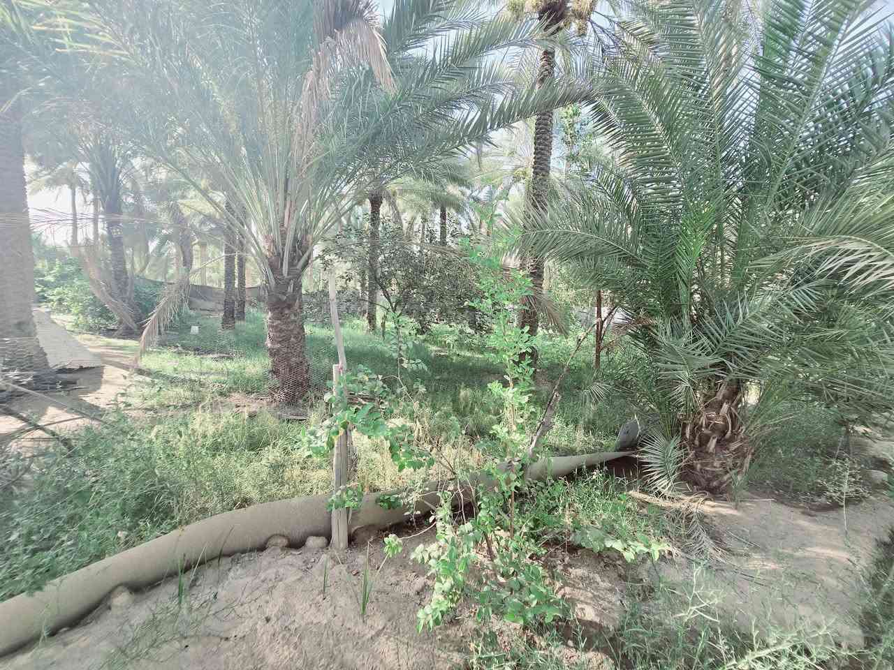 ( يالله أللهم صل على محمد وآل محمد )

( للبيع دونم  مع بيت مساحة البيت 245 متر بناء طابوك درجة

 اولى عدد الغرف 3 مع استقبال وصاله ومطبخ وصحيات علمأ

 البيت مع الاثاث وبي طاقة شمسية 12 أمبير  جنس العقار طابو
 زراعي سند 25 

( تحويل سهم مباشر بأسم المشتري 

 علمأ واجهة العقار 50 م  ونزال 50 م ومباشر عل شارع عام 

( العنوان كربلاء الحسينية الابراهيمية 

( شارع بزل مطشر يبعد عن التبليط 200 متر 

( ويبعد عن شارع الابراهيمية العام 600 متر 

(ويبعد عن مركز المدينة كربلاء  7 كيلو 

( تتوفر كافة الخدمات كهرباء مولد مي سقي سيح مي اساله 

(منطقة سكنية تربد سكن تريد ترفيهي منطقة هادئة جدا 

(  #السعر  315  مليون مع المجال للجاد بالشراء مباشر مع صاحب العقار 

( للإستفسار اكثر اتصلوا بالأرقام التالية 

(  ***********  )(  ***********  )

او مراجعة مكتب النافعي للعقارات كربلاء النافعي للعقار النافعي للعقارات -كربلاء بساتين كربلاء 

( ***********  )(  ***********  )
