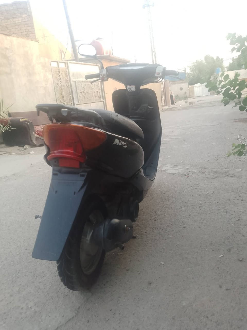 عصفورية • نكره • سلف