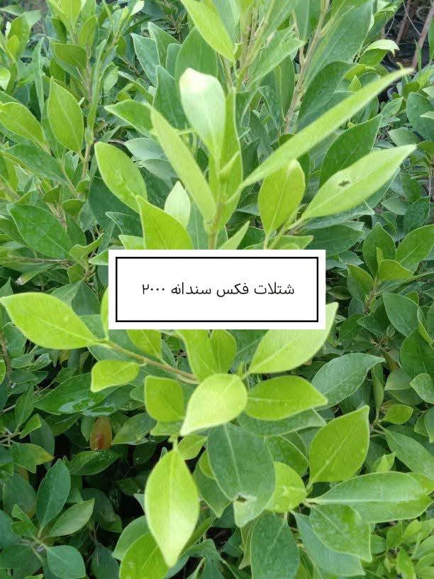 السلام عليكم ورحمة الله وبركاته
 موسم خير وبركة 

إخواني الكرام
الفقرات الجديدة
المتوفرة حاليا

للاستفسار أو لمعرفة الموقع بشكل أدق، راسلونا على الواتساب:

📞 ***********
📞 ***********

نوفّر لكم أفضل الأصناف من حيث الجودة والنوعية.

📍 العنوان:
بغداد – اليوسفية – الرضوانية الشرقية
طريق معمل زينب – ثالث مشتل 
مكتوب على الباب مشتل الرضوانية
مجاور محطة الخليج لغسل السيارات.

🔹 البيع جملة
🔹 من يرغب بالشراء مفرد يمكنه الحضور إلى المشتل والاختيار بنفسه.
🔹 لا يوجد توصيل للمفرد.
🔹 توصيل الجملة فقط بسيارات حمل بالأجرة ويتم الاتفاق مباشرة مع سائق النقل.

🚚 رقم سائق النقل:
***********

📞 أرقام المشتل:
*********** (واتساب)
***********

🌳 الأسعار والأنواع
1- كابرس متر ونص   1000🪴
2- دم العاشق كويتي سندانه    1000🪴
3- جورنته ليموني  2000🪴
4-شبوي ليلي خشن ارتفاع متر  2000🌺
5-ددونيه نص متر  750🪴
6-أكاسيه عراقيه  متر فما فوق  2000🪴
7- ياس عراقي خشن  1500🪴
8-ياس أيطالي  1500 🪴
9- ورد جوري عراقي  2000🌺
10- ورد رازقي 2500🌺
11-سرو أيطالي الارتفاع متر ونص5000🪴
12- ورد القهوه اقل من متر 10000🌺
13-سدر تايلندي خشن 9000🌴
14- عفص 7000🌲
15- كاردينيا 8000🌺
16-متسلق ياسمين احمر هندي  عطري  الارتفاع متر ونص  8500🌺
17- جاكرنده البنفسجيه  5000🪻
18-  كالبتوز عملاق ٣ متر  2000
19-كالبتوز متر وربع 1000
20-رارنج عملاق عمر سبع سنوات تنكه ٢٠الف
21-عين البزون نص متر فما فوق 1000
22-دفله خشنه متر ونص سندانه 2000
24-لالنكي متر وسبعين فما فوق 4000
24-برتقال متر وربع إلى متر ونص 3500
25-نومي حامض عراقي متر وربع إلى متر ونص
      3500
26-بخَر سندانه 2000
27-منكه مصريا ,مطعمهمتر ونص فما فوق
       18000.
28-فكس سندانه ٨٠ سم فما فوق  2000
29-اكاسيا مصريا عملاقه ٣ إلى ٤ متر 8000
30-رارنج سندانه متر فما فوق 2000
31-نومي حامض عراقي متر فما فوق سندانه
      3000

📍 موقع المشتل على الخريطة:
https://maps.app.goo.gl/EfkBiYR7ezQDtA6v5

حياكم الله وتشرفونا بزيارتكم 🌿

📍 موقع المشتل على الخريطة:
https://maps.app.goo.gl/EfkBiYR7ezQDtA6v5

حياكم الله وتشرفونا بزيارتكم 🌿

نص مكتوب في الصور:
- اكاسيا مصريا عملاقه ٨٠٠٠
- كالبنوز عملاق مترين ونص إلى ٣ ونس ٢٠٠٠
- منكه مصريا مطعمه ١٨٠٠٠
- رارنج سندانه متر فما فوق ۲۰۰۰
- بخور ۲۰۰۰
- شتلات فكس سندانه ٢٠٠٠
- عين البزون نص متر فما فوق ١٠٠٠
- لومي حامض عراقي ٣٠٠٠
- جورنتا ليموني ٢٠٠٠