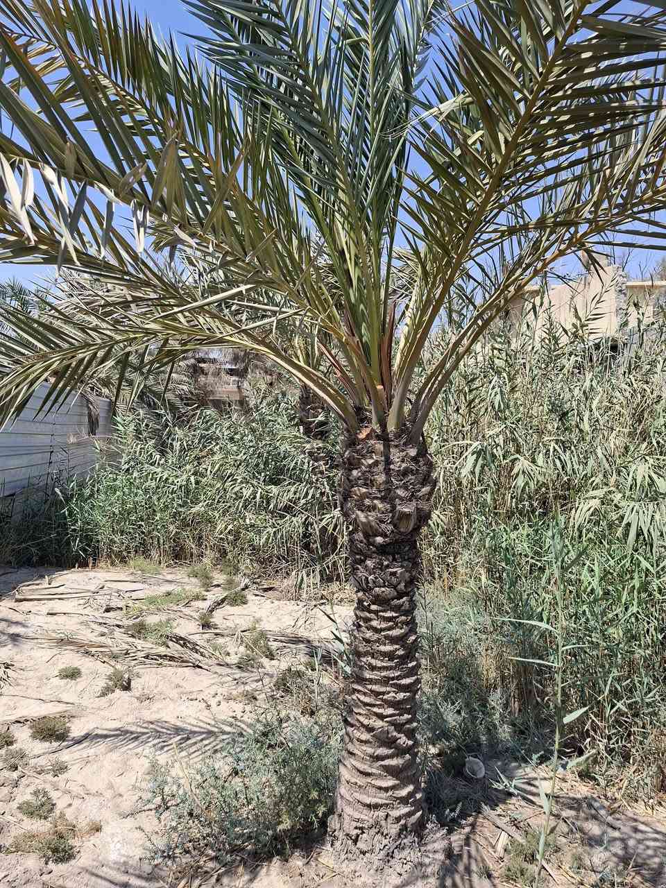 اماية بريم نشوه للبيع 
نخلة عطشانة و حماله تشيل عثوك هواي 
المكان بصرة ابو الخصيب 
السعر ٣٢٥ الف و بيها مجال حك الجيه و الشلع عاليشتري
وهذا رقمي لأي استفسار ***********
