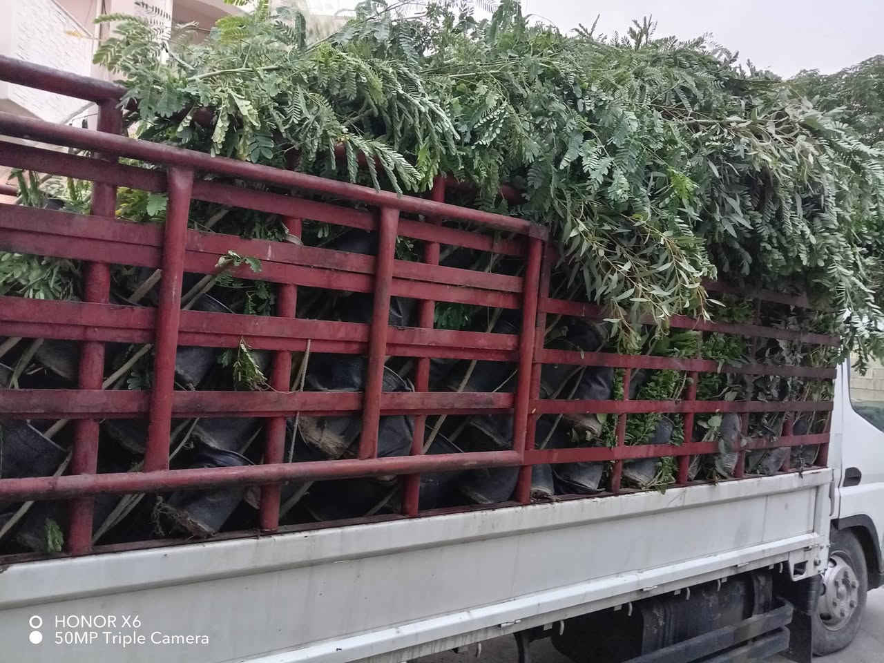 أشجار حمضيات • اكاسيا مصرية • جهنمي قزمي