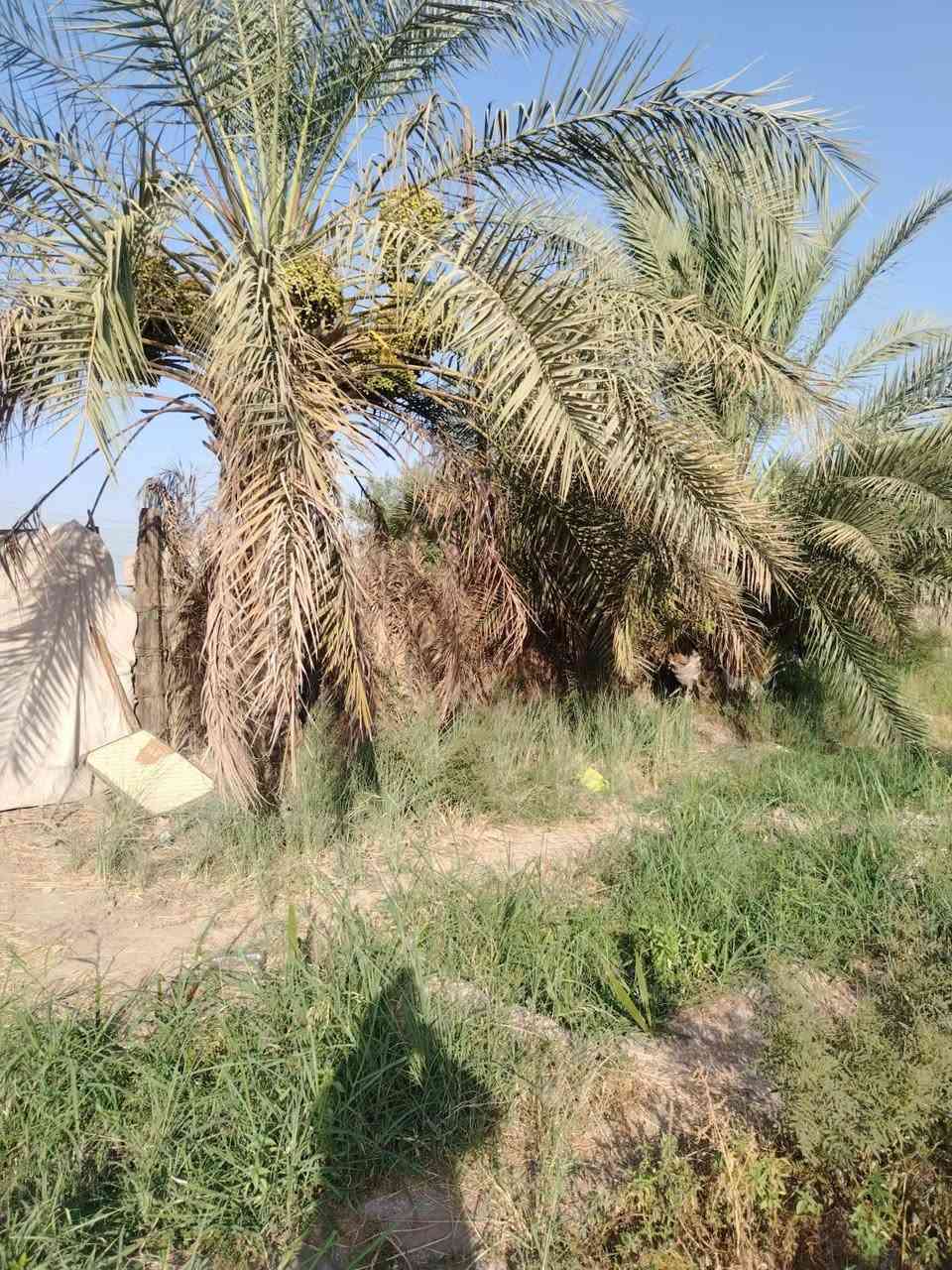🌴 دونم زراعي للبيع – فرصة مميزة 🌴
📍 الموقع: المسيب – طريق أبو الجاسم، قرب حي الإمام علي

📐 المساحة: 2500 م²
📜 سند 25 زراعي وتحويل مباشر باسم المشتري
📏 واجهة 40 متر
💧 متوفر ماء إسالة وماء سقي من نهر حلو
⚡ كهرباء ومولد
🛣️ شارع بعرض 7 متر
🌴 يحتوي على بعض الأشجار وأكثر من 50 نخلة
📍 يبعد فقط 250 متر عن التبليط الرئيسي

📞 للاستفسار: ***********
