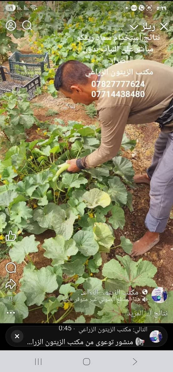 🌿 **سماد ريفكو Reefco العضوي  — متوفر الآن في مكتب الزيتون الزراعي** 🌿

🔥 الموسم الزراعي على الأبواب... جهّز أرضك بأفضل سماد! 🔥

✅ **سماد ريفكو** سماد عضوي  من مخلفات الدجاج
✅ معالج حرارياً ومبستر بالكامل — خالٍ من بذور الأدغال والفطريات والبكتيريا
✅ غني بالمادة العضوية وعناصر التسميد الأساسية NPK
✅ صديق للتربة ويساعد على تحسين خواصها ونمو الجذور
✅ يزيد الإنتاجية ويحسّن جودة المحاصيل
✅ منتج وفق أحدث المعايير العالمية بتقنية المانية 

🌱 مناسب لجميع المحاصيل: الخضروات، البستنة، الحدائق، والمحاصيل الحقلية الحنطة والشعير وإضافة التربة قبل الزراعة وبعد الزراعة أيضا. 

📞 للحجز والاستفسار والتوصيل:
مكتب الزيتون الزراعي بإدارة المهندس **جمال السامرائي**
📱 *********** 
📱 *********** 

📍 فروعنا:
🟢 الصويرة
🟢 الزبيدية
🟢 النعمانية

💯 الجودة الأولى والسعر المضمون — كميات محدودة، اطلب قبل نفاد الكمية!

#سماد_ريفكو #مكتب_الزيتون_الزراعي #السماد_العضوي #الموسم_الزراعي #الصويرة #الزبيدية #النعمانية

نص مكتوب في الصور:
- السعر ٥٠٠٠
- ريلز
- نتائج استخدام سماد ريفكو
- مباشر على النبات بدون أضرار
- مكتب الزيتون الزراعي
- ***********
- ***********
- هذا المقطع الصوتي غير متوفر حاليا
- نتائج ا... المزيد
- التالي: مكتب الزيتون الزراعي . 0:45
- منشور توعوى من مكتب الزيتون الزرا...
- مباشر على النبات بدون
- أضرار
- مكتب الزيتون. الزراعي
- هذا المقطع الصوتي غير متوفر حالياً
- نتائج استخدام سماد ريفكو مباشر على النبات بدون أضرار
- ٤
- ١٤
- التالي: مكتب الزيتون الزراعي 0:45
- 0782777624
- التالي: مكتب الزيتون الزراعي - 0:45
