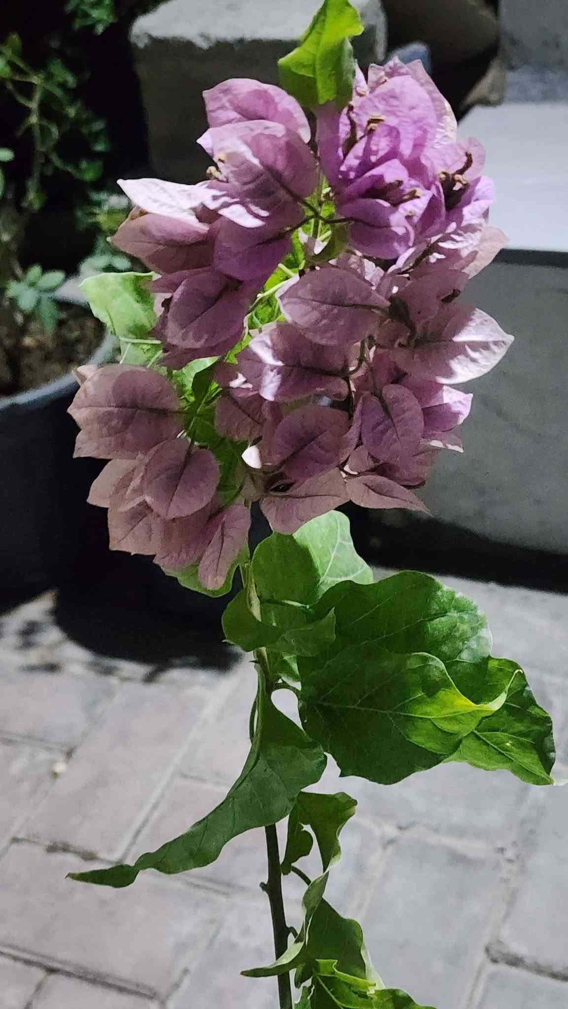 نباتات زينة • جور كردي • جور هولندي