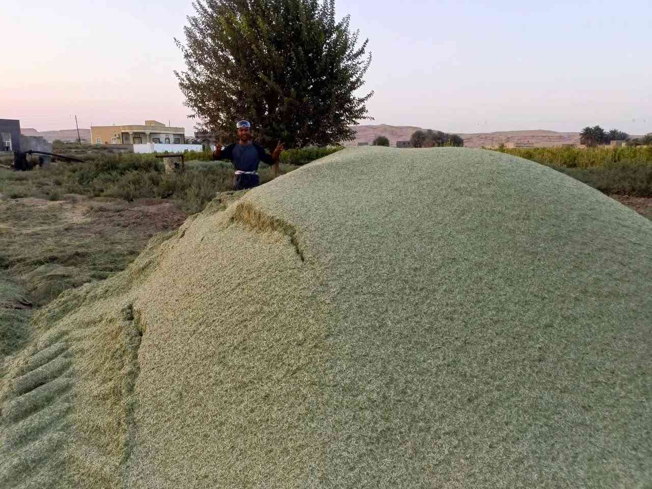 تبن جت • نضافة • درجة اولى
