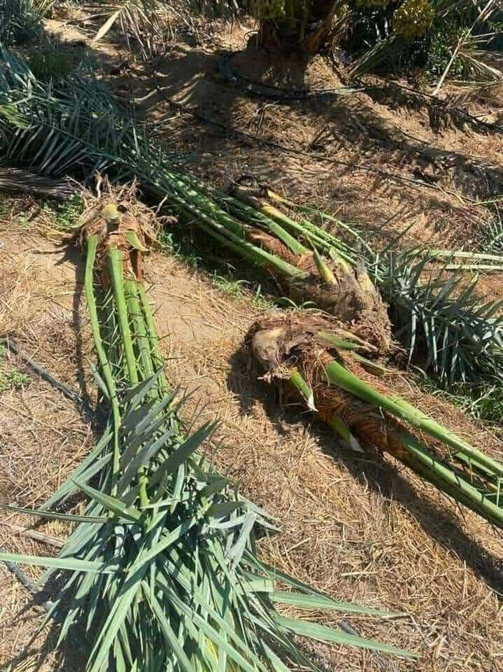 من رخصت ادمن
سلام عليكم عملي تجهيز مزارع من انواع مختلفة من الشجار وكذالك يوجد فسائل نخيل وامايات 
وكذالك عملنه في الحدائق ديكور حدائق لاين زراعة الثيل بنواعه زراعة انواع الورد وادامة الحدائق وتنضيف وكذالك قص اشجار نخيل وغيرها 
ومن الله التوفيق 
الأتصال:***********

نص مكتوب في الصور:
- قبل
- بعد