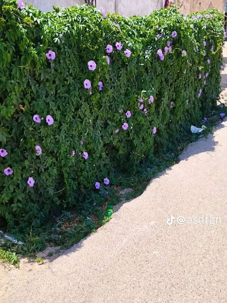 مشتل النور • ست الحسن • قريه 10