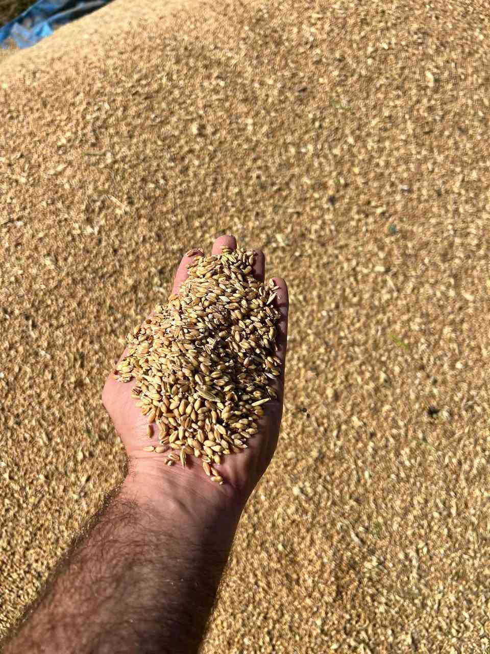 حنطه ايطاليه • بنت المغلف • ٢٫٥ طن
