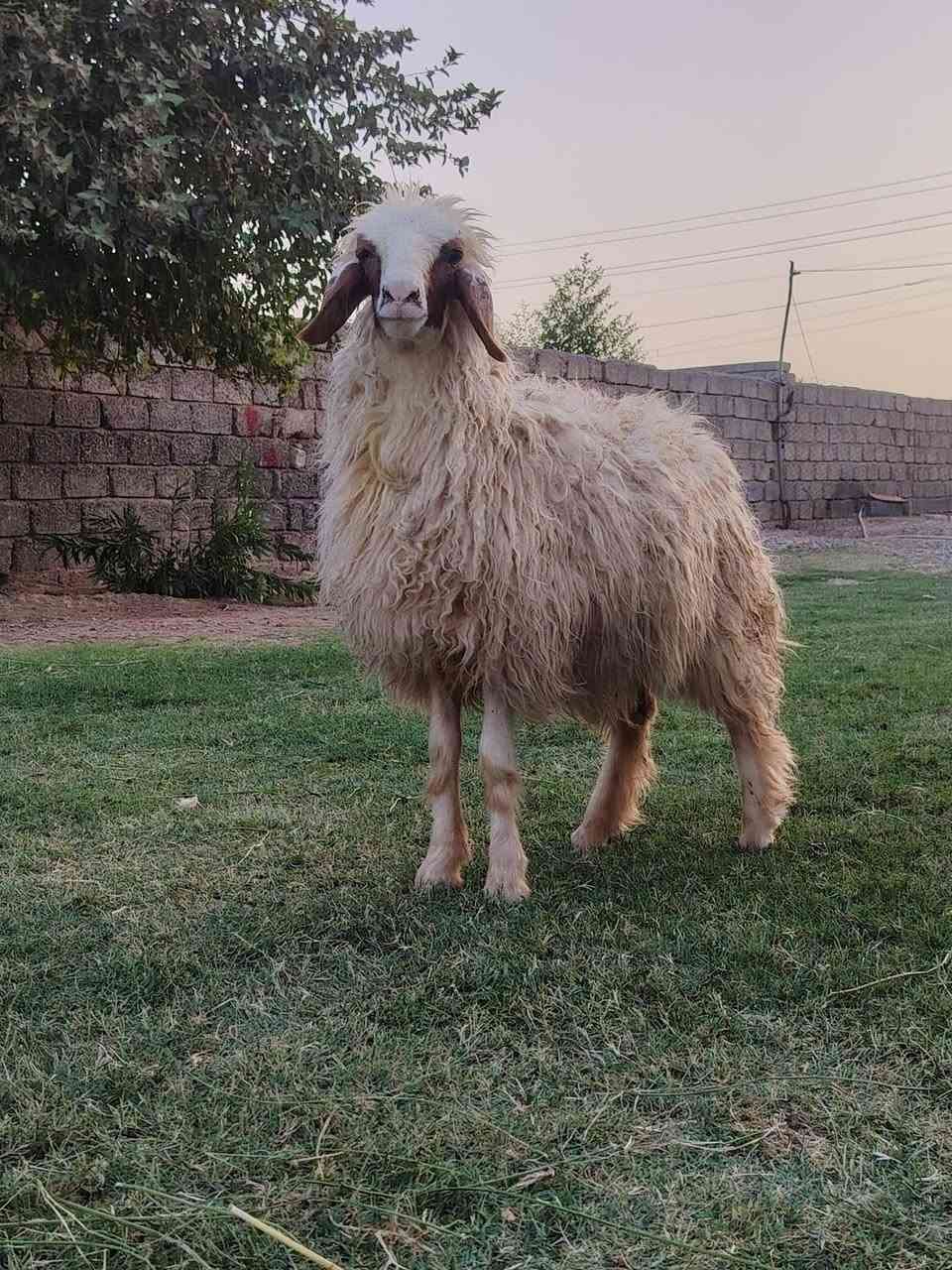 جوز دجات خشنات وسمان مال مجنوي
مكاني شرقاط قريه شكرآ
***********
