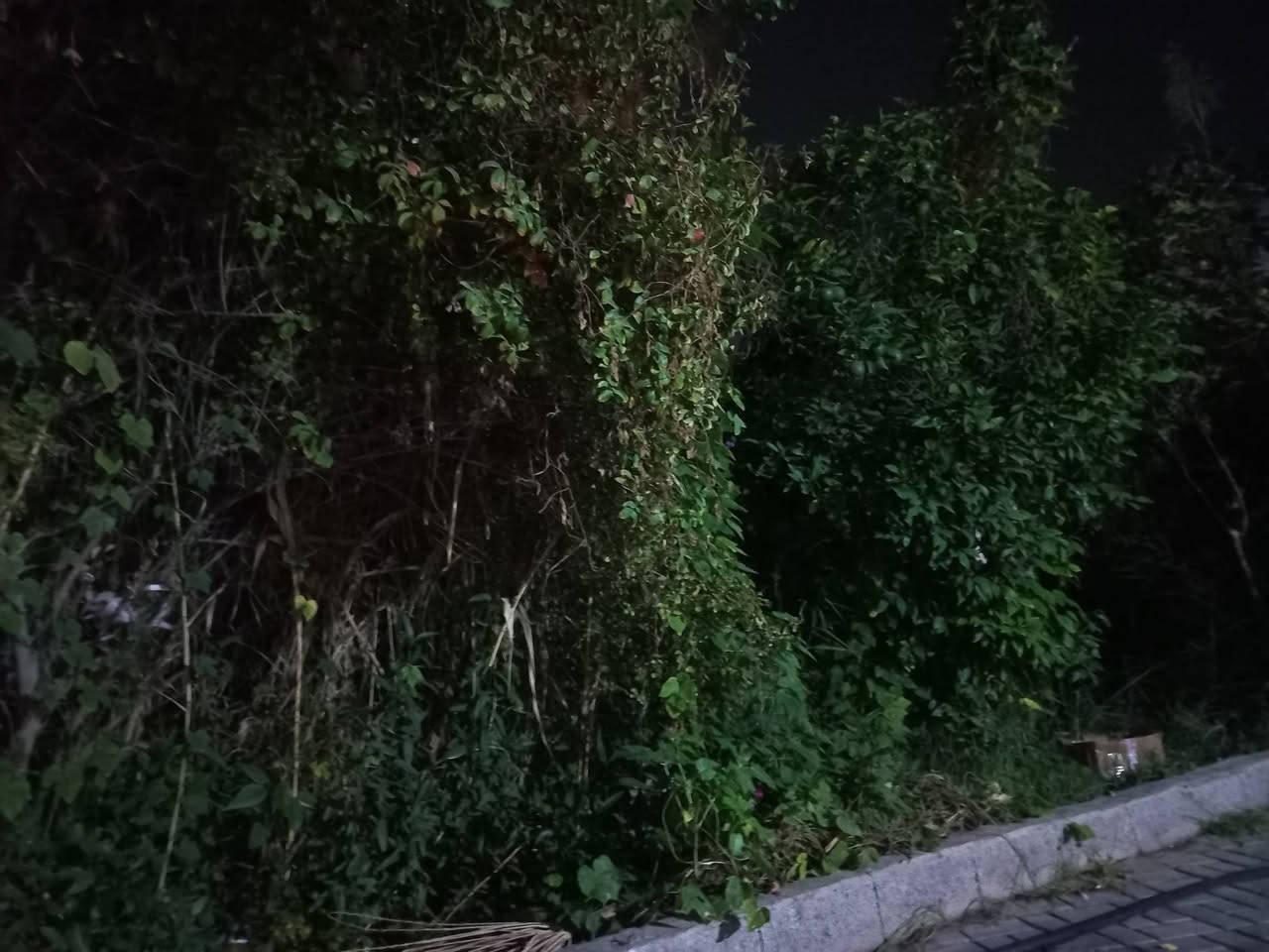 ٣٧٥٠م • طابو ملك صرف • بستان نخيل