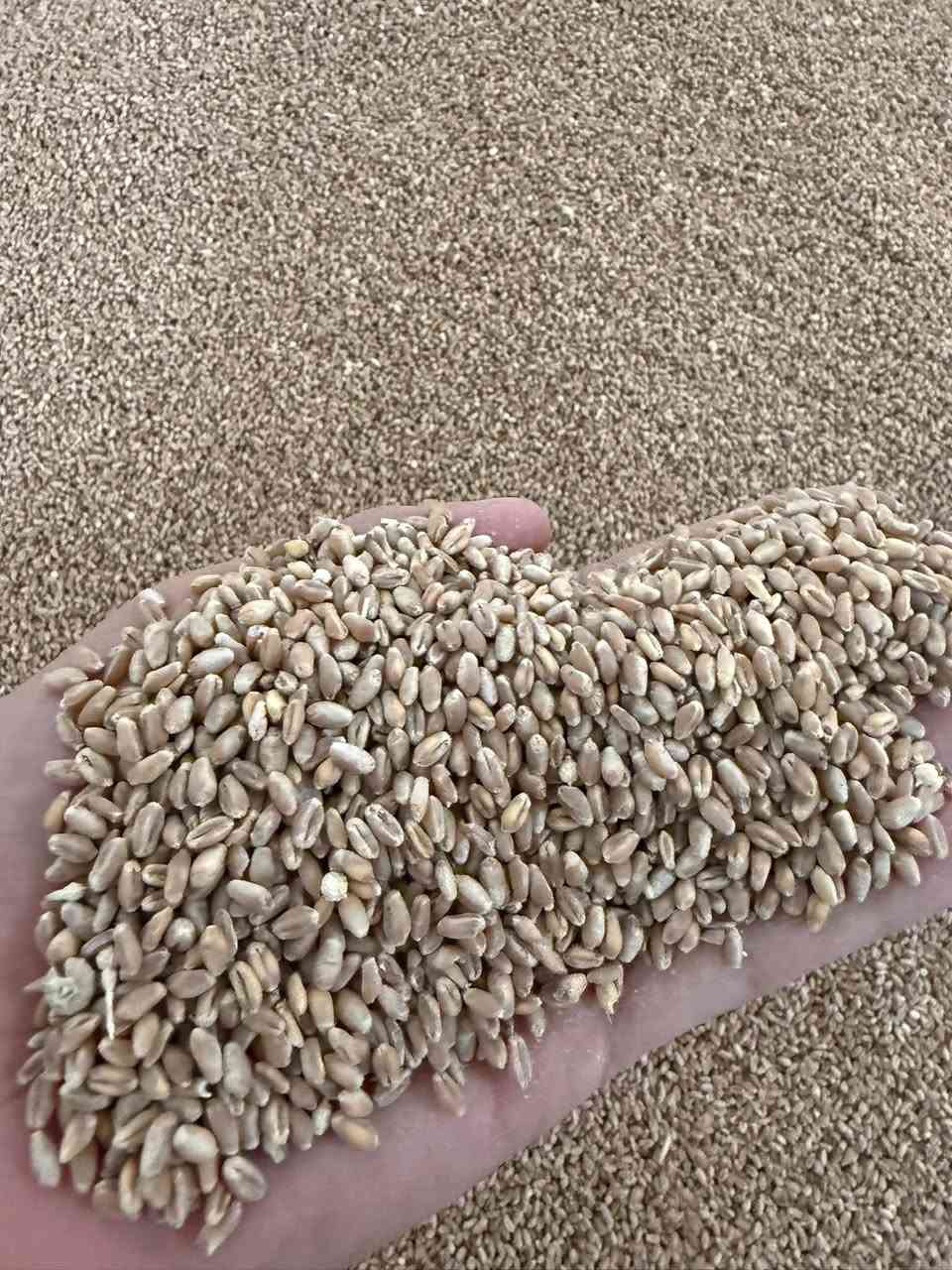حنطه بورو • بنت المغلفه • العلم قرب سيطره ١٤