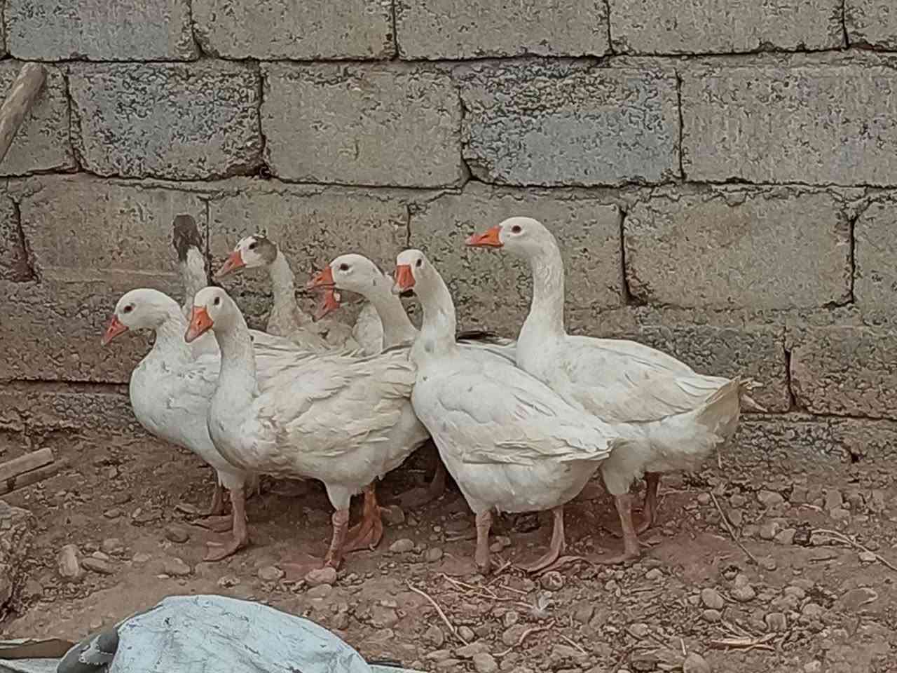 غازات • ٨ حبات • قرية الحاج علي