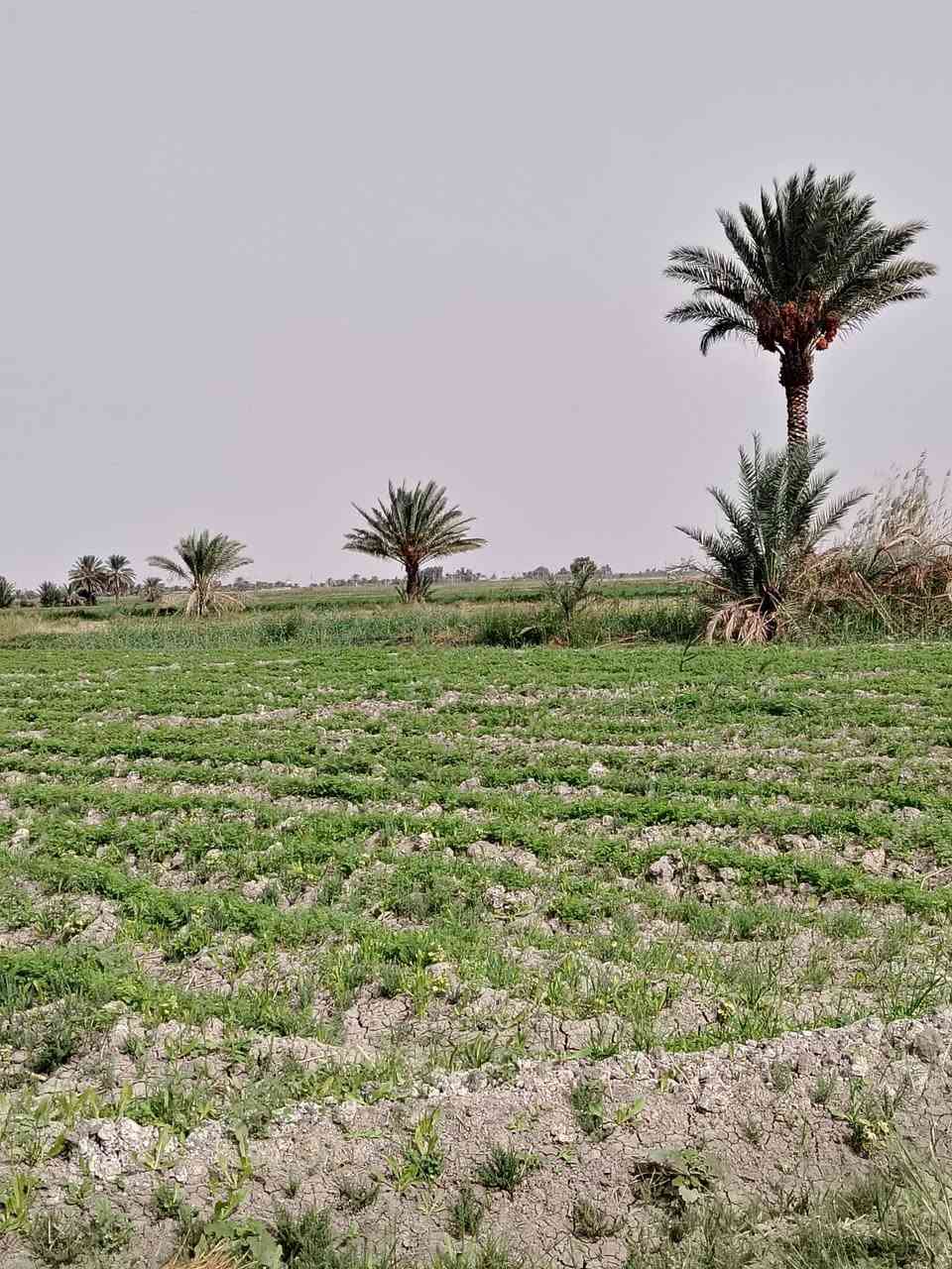 ١٥دونم • نهر ذراع دجلة • طابو زراعي