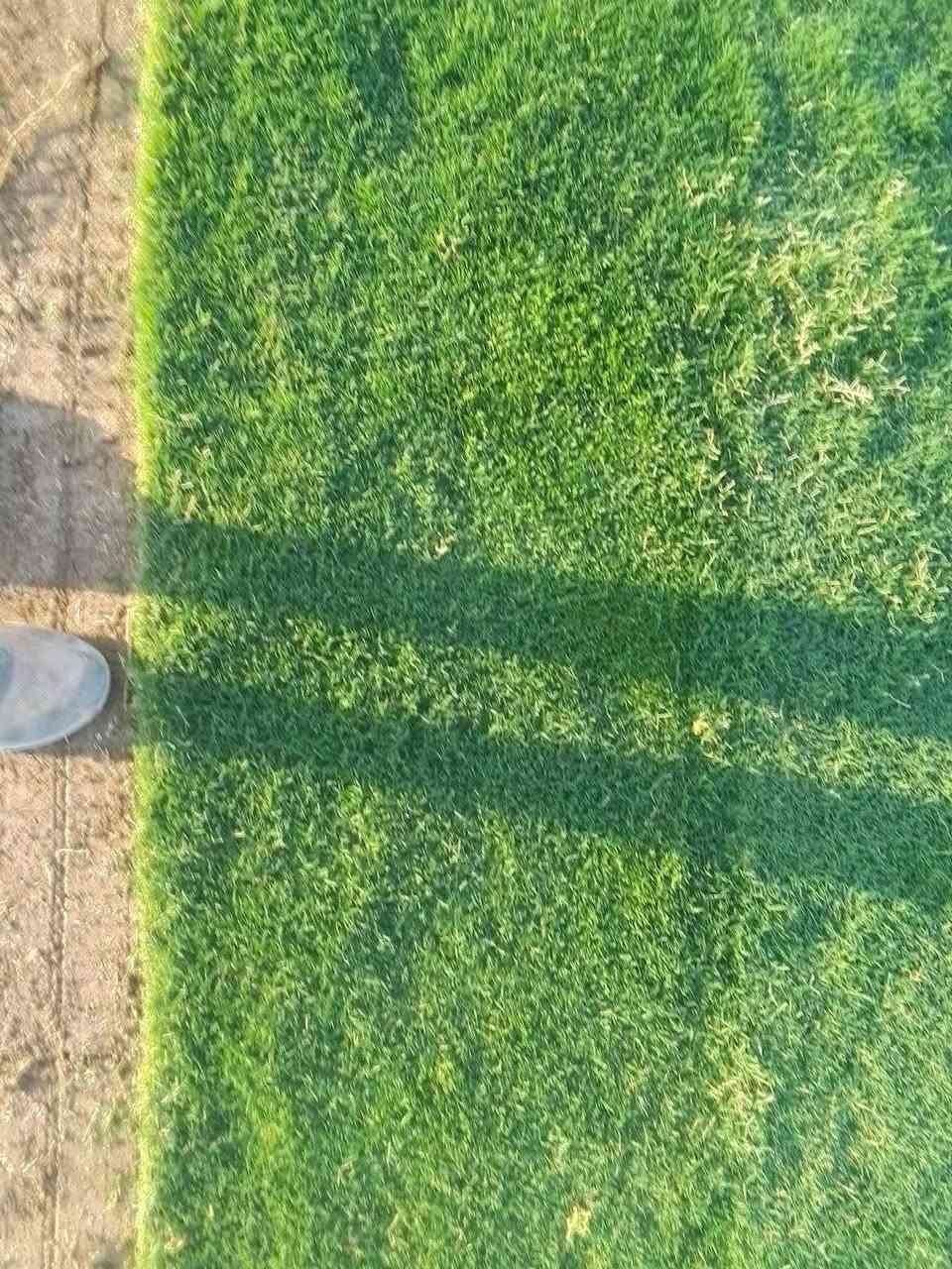 ثيل طبيعي • خضار ١٠٠٪ • توصيل 24ساعه