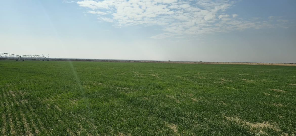 مرشة محورية • ٨٠ دونم • بحر النجف