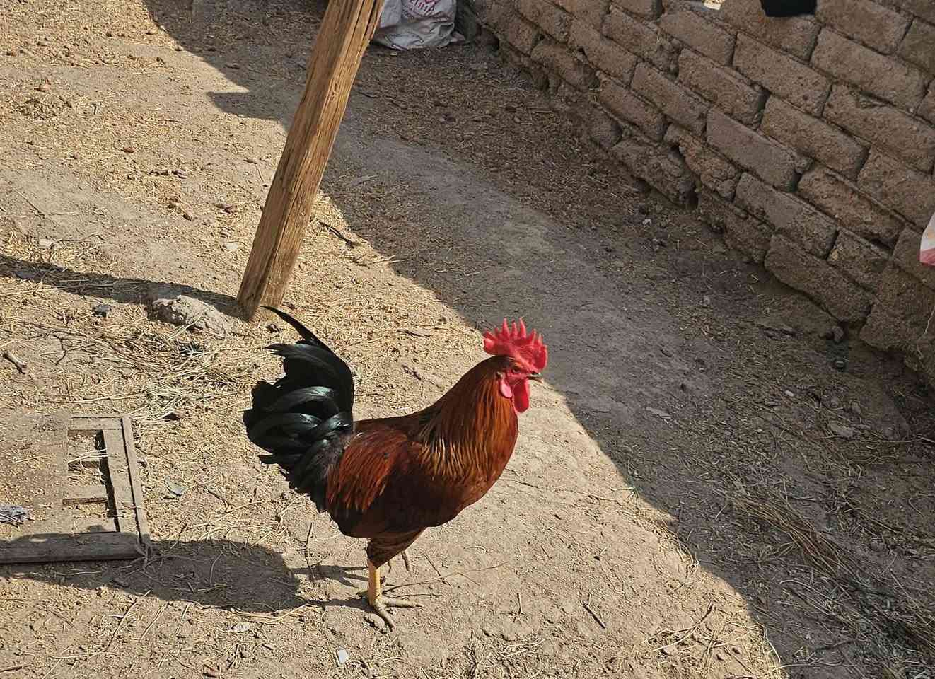 ديج شمسي • ٨ اشهر • البصره القرنه