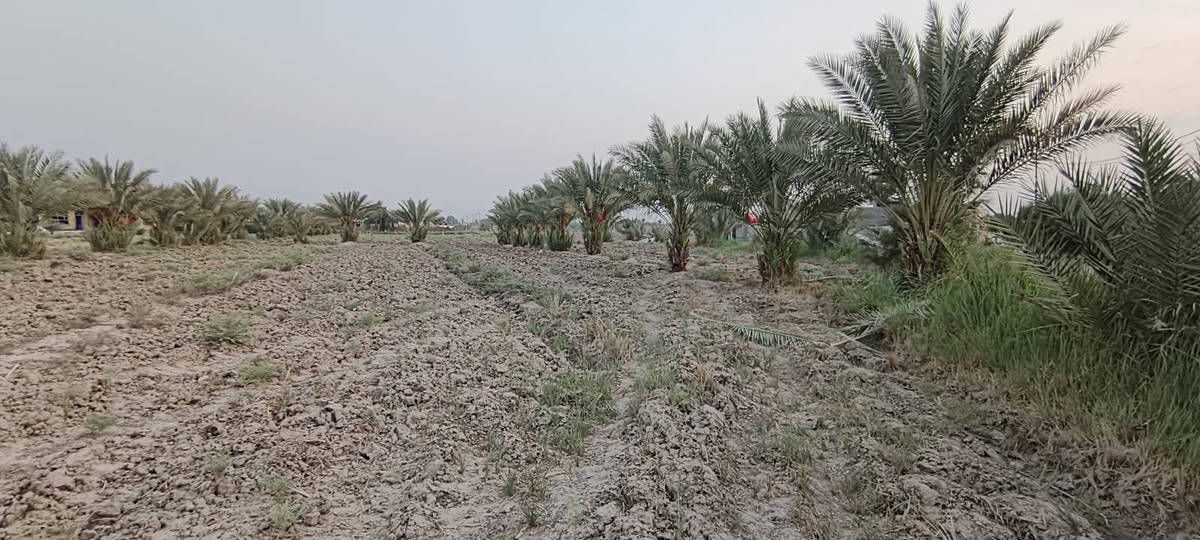 السلام عليكم ورحمة الله وبركاته
ارض للبيع اطابو زراعي سند 25 بااسمي 
الموقع خلف جامعة بابل/منطقة السجاد ع
تبعد عن الشارع العام الرئيسي حله نجف 1,كيلو 
المساحه ثنين دونم ونصف 6250م
توجد فيها كافه الخدمات مي اساله و وكهرباء وتحتوي على نخيل 
استفسار اتصال على الرقم *********** / ‏‪***********‬‏
