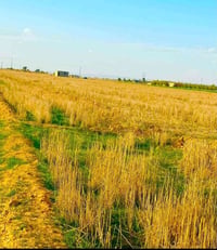 الخزيفي • ٣ دوانم • مزرعة