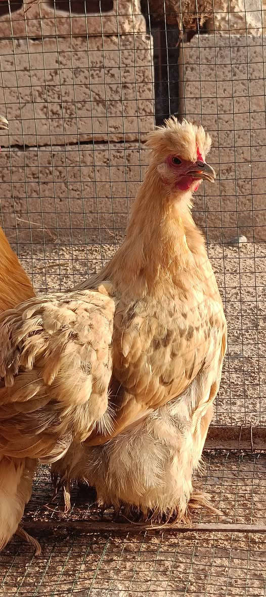 كوشن بوف • زوج • ناحية العباسي