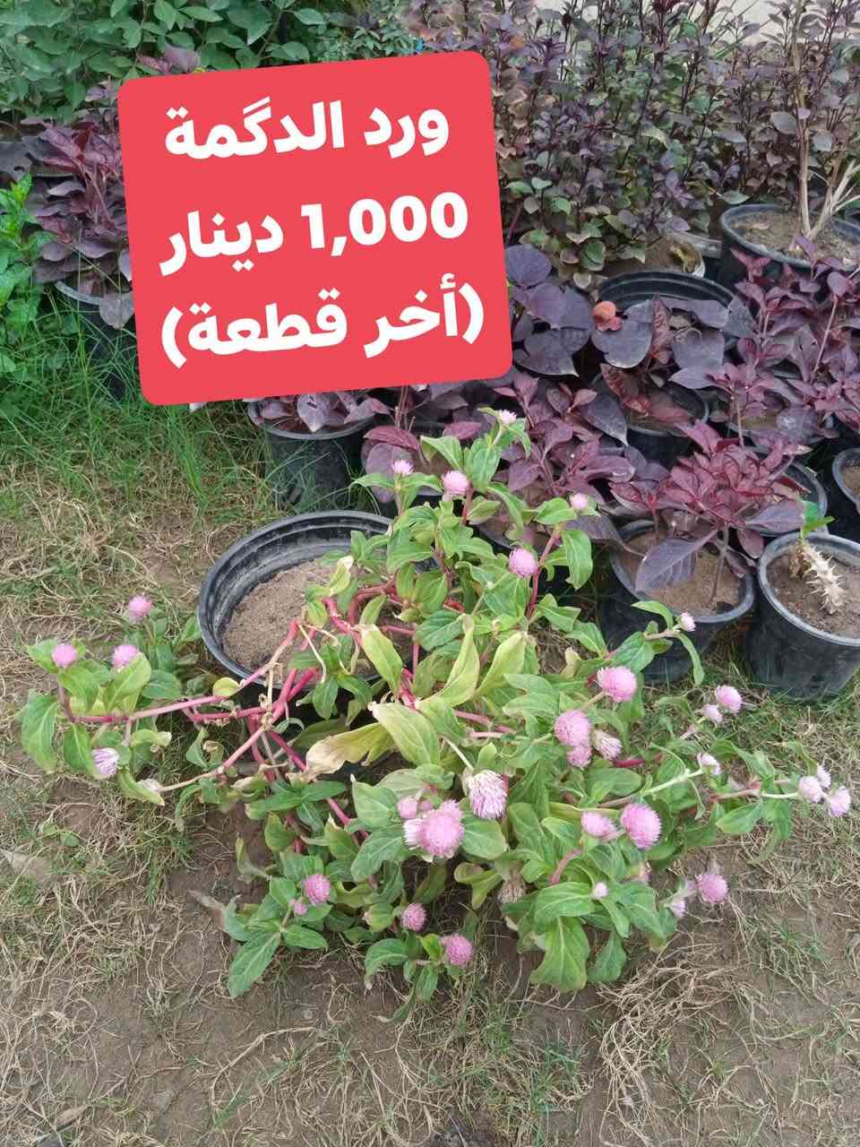 زرعات • مشتل زهور الجنة • توصيل الحسن العسكري