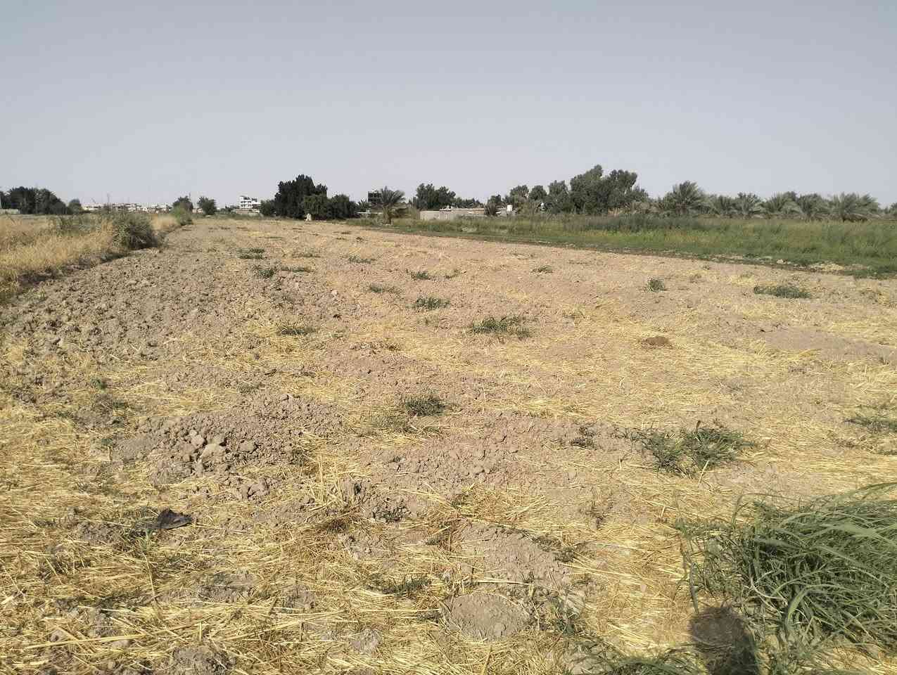 دونم • اليوسفيه • عقد 35