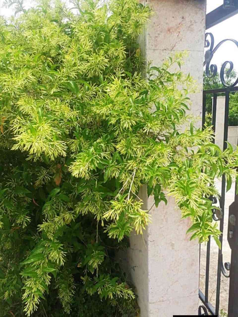 ملكة الليل • رائحة نفاذة • بابل المحاويل