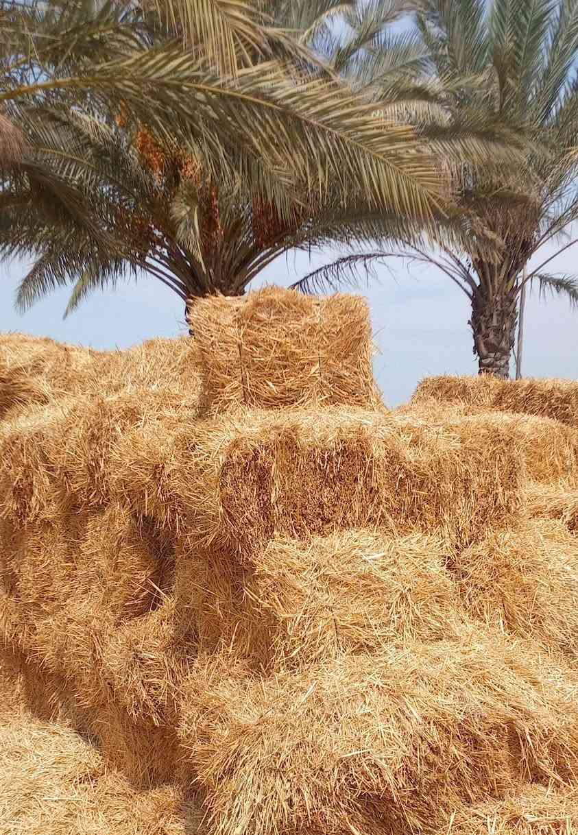 تبن شعير للبيع سعر الوحده 2500
اكو 400 كبسه تقريباً موجودات ب كيلو 12 

اتصل فقط ‏‪***********‬‏
