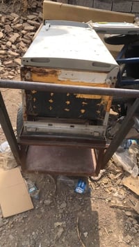 عربانه ببسي • عربانه ماي • نضيفه