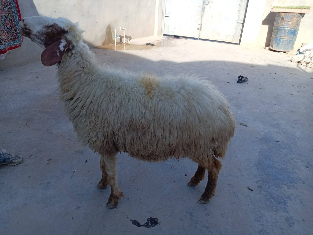 نعجه • سنه نضيف • موصل الأيمن