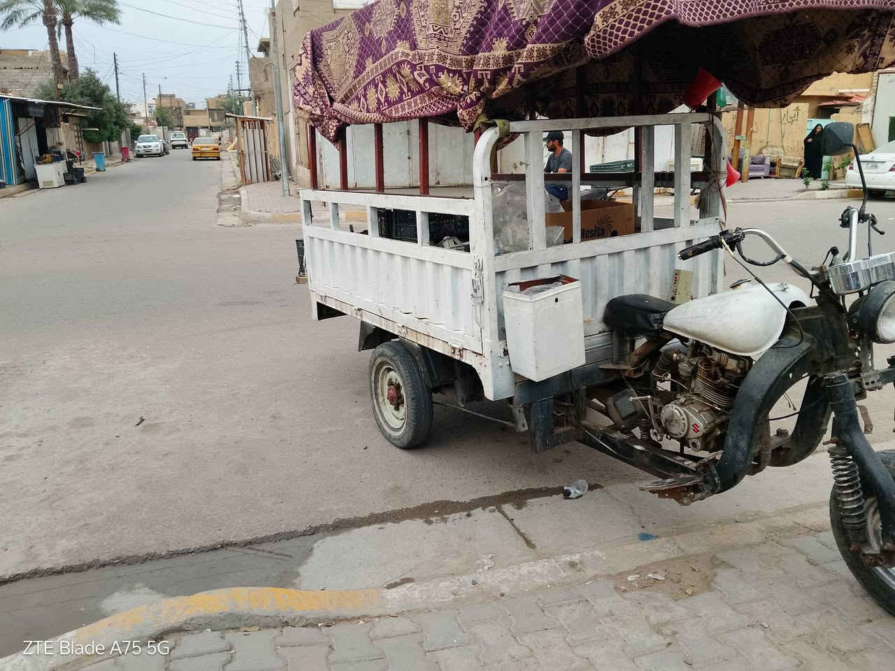 ستوت • بدون أوراق • الحسنية مال الرشدية