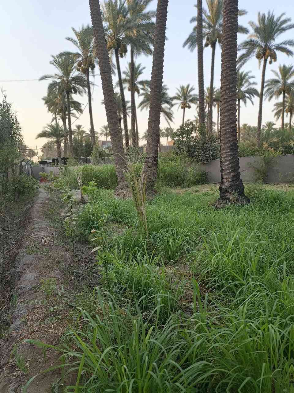 ياالله
اللهم صل على محمد وال محمد
للبيع  مساحة أرض طابو زراعي صرف سند 25 تحويل مباشر

مساحة الأرض 405متر 

تتوفر كافة الخدمات ماء وكهرباء وتبليط عشرة متر امام الارض مولدة شارع 

مدارس ابتدائيه متوسطة ثانوية اسوق 

العنوان: حله الشارع الرابط بين شارع 100 وبزل حجي علي تنزل 

على الفرعي مسافة 350 متر

السعر اتصل وبيك خير وتدالل مايعجبك اعبر المنشور 

ودعيلنه بالرزق ربي يرزقك ويرزقنا للااستفسار اتصل على الرقم 

الموجود بيه واتساب 

***********
