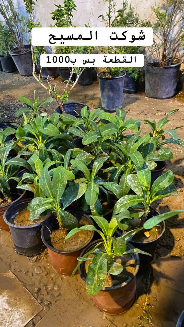 🌿💙 أهلاً وسهلاً بكم في مشتـل دوميز 💙🌿
نورتونا ونورت صفحتنا 🌱✨

🔥 اليوم وفرنالكم نبتات أكثر ومن أنواع مختلفة!
🪴 أكثر من نوع وبسعر 1,000 دينار فقط 😍🔥

🌿 أسعار مميزة ومناسبة للجميع
💙 اختاروا النوع اللي يعجبكم وخلو البيت أحلى بالنباتات 🌱

🚚 التوصيل فقط بـ 1,000 دينار للمناطق التالية:

📍 حي سومر
📍 حي دوميز
📍 حي الانتصار
📍 يارمجة
📍 حي فلسطين
📍 حي الصحة

📲 للطلب والاستفسار:

💬 واتساب: ***********
📞 اتصال: ***********

🔥 الكمية محدودة والطلب حسب التوفر 🔥

🌿💙 مشتل دوميز — نباتات أكثر، جمال أكثر، وبأسعار تناسبكم 💙🌿
