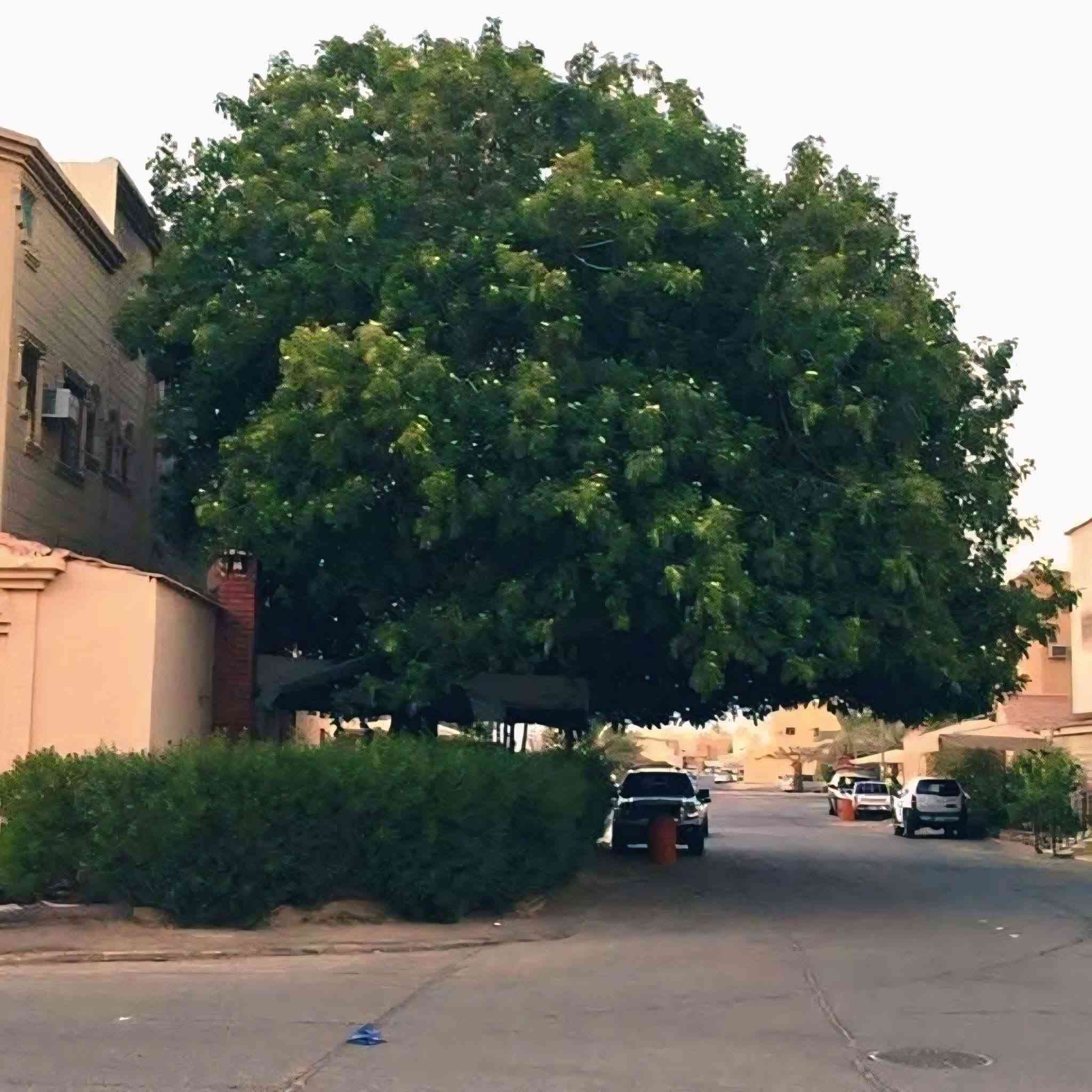 🌱 شتلات الألبيزيا لبخ متوفرة الآن 🌳

لأصحاب حملات التشجير والحدائق والمزارع وكل محبي الزراعة 🌿

نوفر لكم شتلات الألبيزيا (لبخ) بجودة جيدة وبأسعار مناسبة، وبأحجام تبدأ من:

📏 75 سم إلى أكثر من متر
💰 السعر: 1,500 دينار فقط للشتلة

🌳 مناسبة للتشجير، الحدائق، المزارع والمساحات الخضراء.

📍 العنوان: تكريت – شارع الباشا
🚚 يتوفر توصيل داخل تكريت فقط

📞 للطلب والاستفسار:
***********
📲 الاتصال متوفر واتساب

🌱 ازرع اليوم… واجعل المكان أجمل غدًا 🌱
