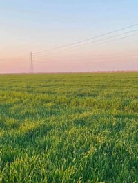 واسط الاحرار • ٩٠دونم • ماي متوفر