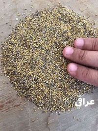 برسيم • عراقي • مصري