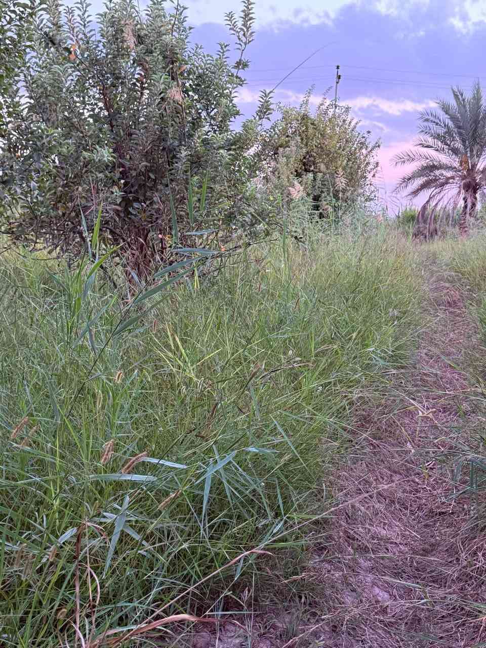 حشيش بلاش • حصيبه السنجك • جسر الحويجه