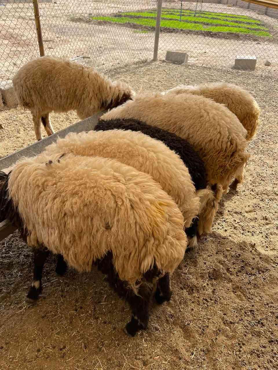 ٥ طليان ٢ فطايم • قرية جريجب • بدون توصيل