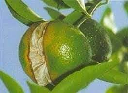 السلام عليكم ،،،،،،،اعلان
يعلن مكتب النجاح الزراعي عن وجود 
1) منشط نمو يعمل على زياده الانتاج لدى جميع المحاصيل 
منها(الخضروات--الفواكه--)
2)منشط يعمل على زياده حجم الثمار الموجود في جميع المحاصيل النباتية 
3) وجود منشط يعمل على منع تشقق الثمار وخصوصا 
(الرمان -- الرقي _التين --الحمظيات--وغيرها من المحاصيل النباتية الاخرى)

باداره___الدكتور ربيع عبد الجبوري 
رقم الهاتف__ ***********
الموقع__ الشرقاط الساحل الأيسر اسديره وسطى الفياض مقابل محلات العبدالكريم الحجاب
