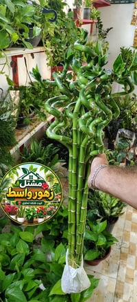 نباتات ظلّية • مشتل واسط • توصيل داخل الكوت