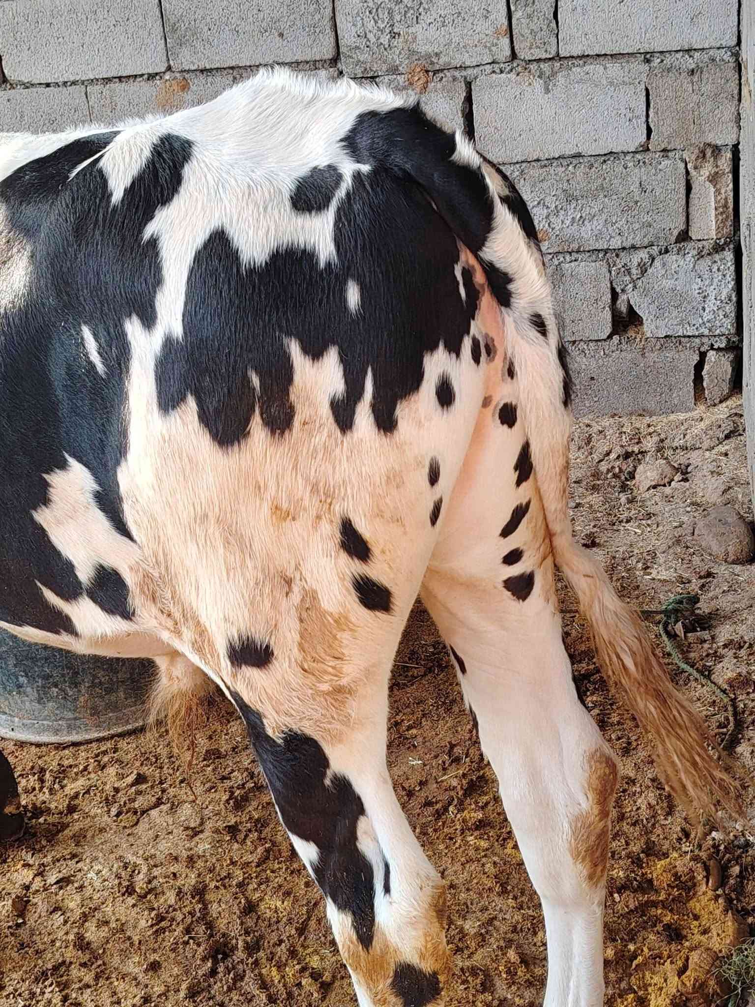 جوز حوالي • درجة أولى • اسديرة وسطى