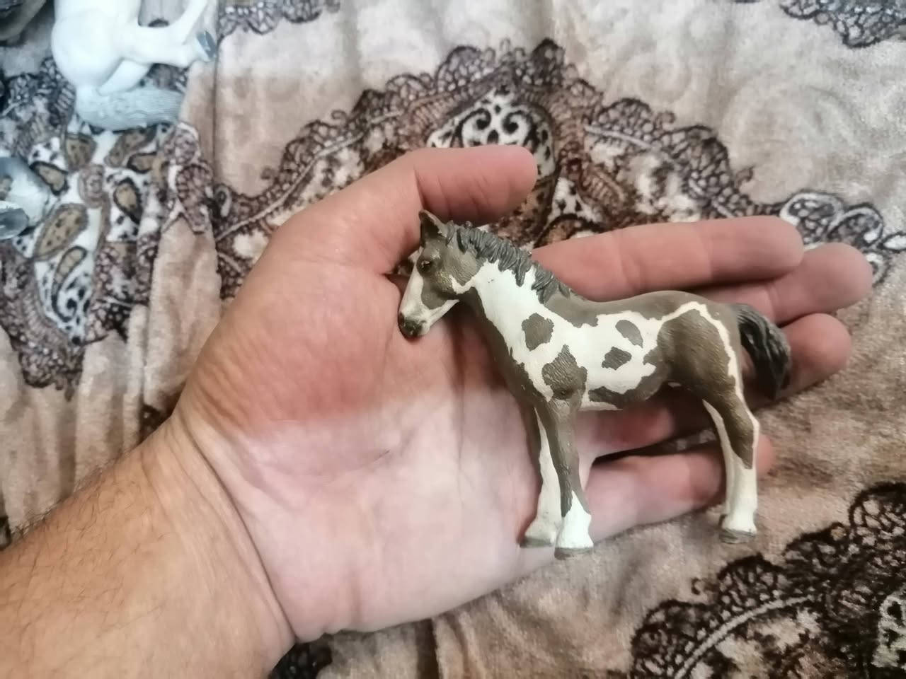 حيوانات شلاش للبيع العدد 22 السعر الطلب والاستفسار على الواتساب ***********
