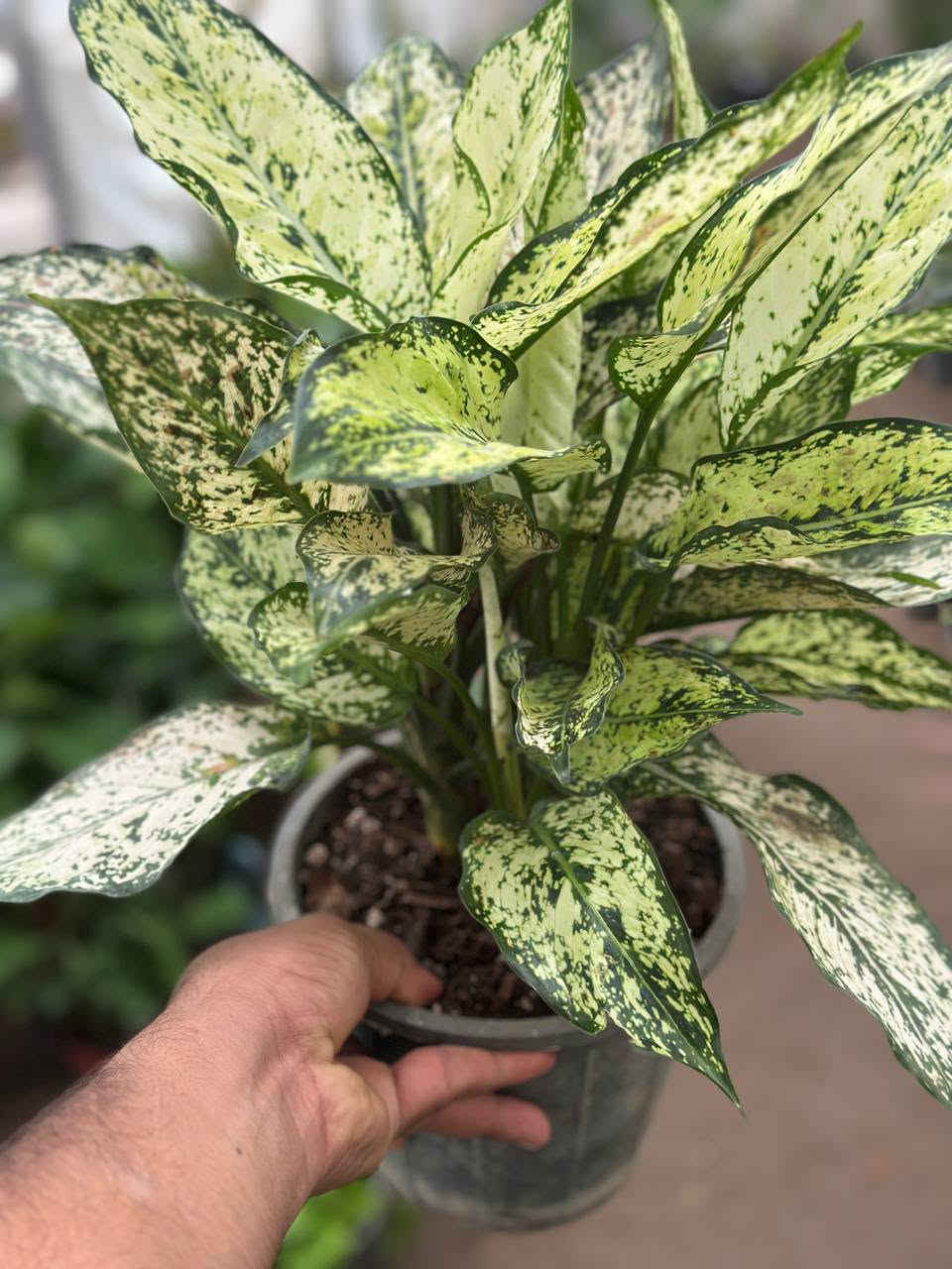 🌿 عرض مميز لمحبي الديكور الأخضر 🌿

مجموعة متنوعة من النباتات الضليه 🪴 بأشكال وألوان جميلة، مناسبة للبيت والمكتب والمحل 🌱✨
والاشجار الخارجيه بكافه الانواع متوفر داخل مشتل النورين 
🌱🪴🌴 #عنوانه_واسط_صويره_شارع_الغطاس_خلف_المجمع_السوري_القديم توصيل🌳🌵 متوفر داخل الصويره فقط 📍📍🚕🚗
كمية محدودة — سارعوا بالطلب 🌿🤍
***********
***********

نص مكتوب في الصور:
- Meta AI