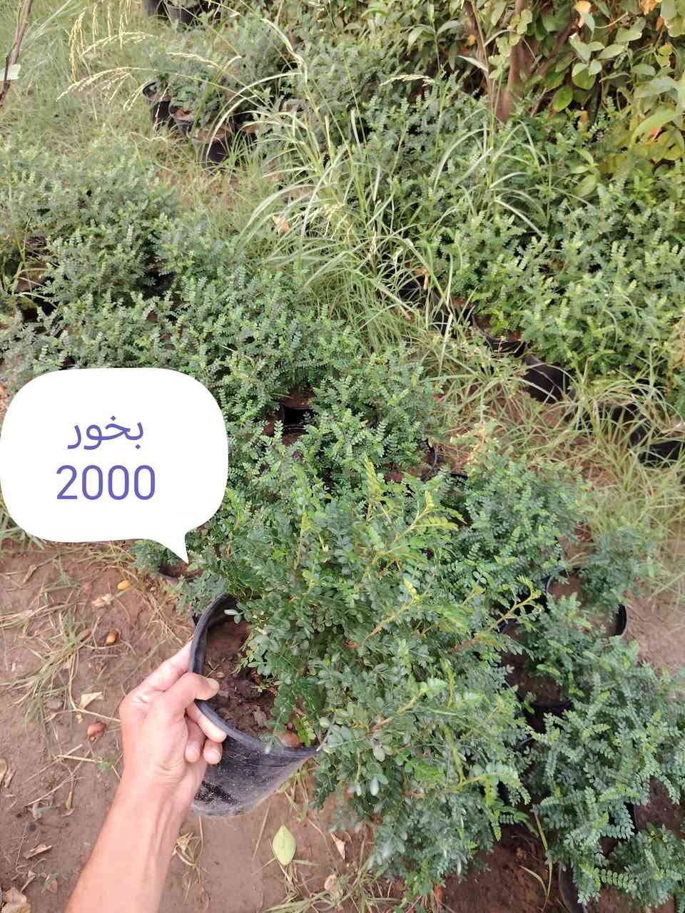 بخور • توصيل • زيتون اسباني