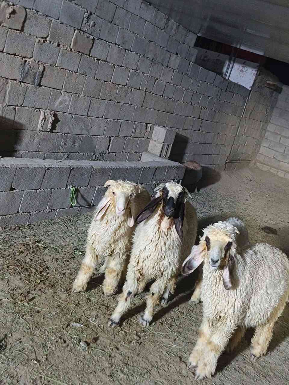 بسم الله ما شاء الله
#طليان العدد اربعه ثلاثه ذكور وفطيمه من حلال كريش خط اول مال ارباط حلوات وخشنات + حولي مال ارباط حلو وشرط الصحه
المكان واسط الشحيميه (قريه ١٠)( ***********)
ملاحضه اخوان اشتري جميع المواشي وشتريد من ذبايح مال مناسبات مال ارباط عندي ولله يرزق الجميع
