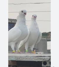 سامراء • ارافل • فرخات