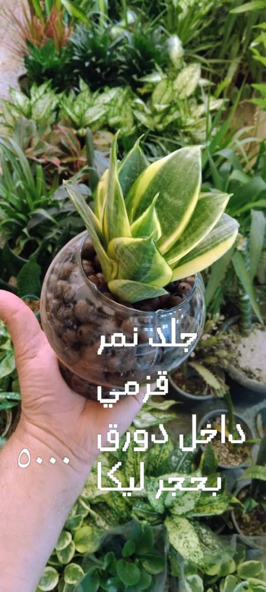 جلد نمر قزمي • عصا موسى • حي العدل
