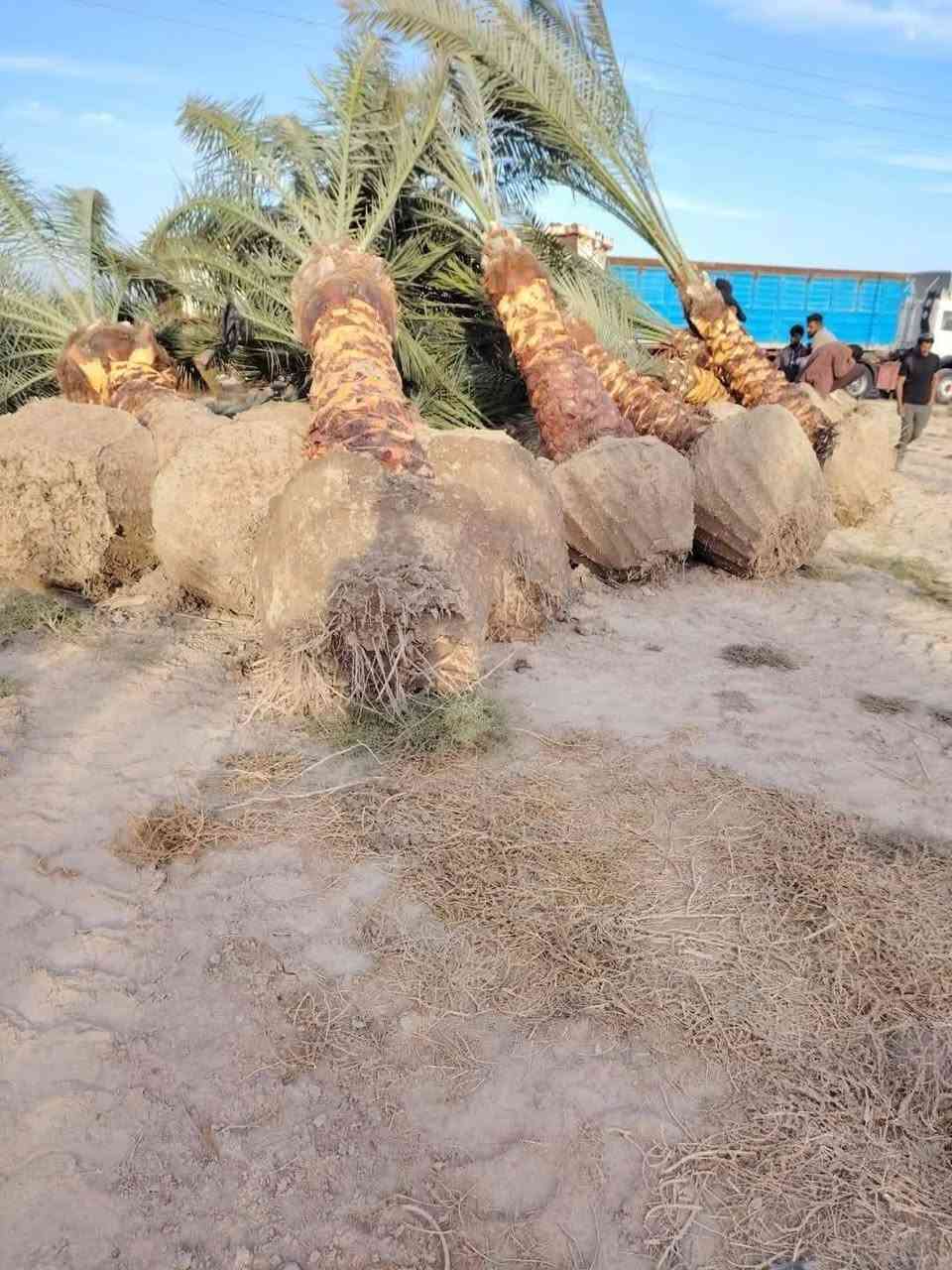 ((***********))
موسم خير وبركة عليكم وعلى امة محمد ( ص ) 
تتوفر لدينا الفسائل بكافة انواعها وصنوفها 
✅ برحــــي✅ خستـــاوي ✅ بريــــــم ✅ عمــران 
✅ تبــــرزل✅ مكــــــتوم  ✅ جمــالـي✅ اشرصي
✅ بربــــــن✅ حــمـراوي  ✅ شـــــكر  ✅شوثي اصفر

كل انواع الفسائل  امانة الله ورسولة خاص بالمزارع مالتنه 
متوفرة كافة الاحجام وحسب الطلب والنوع امهــات ذكـــــــور  
كذلك يوجد لدينا توصيل لكافة محافظات العراق مع ضمان 
الزراعة والادامة والتلقيح والاستشارة 
ضمان الثمرة وتلقيحها 100% وتوجد ادامة كاملة للفسيلة لمدة سنوات 
✅  مستعدين للتجهيز دوائر الدولة كافة 
✅ المشاتل وكافة المزارع الخاصة والعامة 
✅ البيع بالجملة والمفرد مع ضمان النقل والزراعة
للحجز والطلب والاستفسار مراسلة الصفحة او الاتصال على
