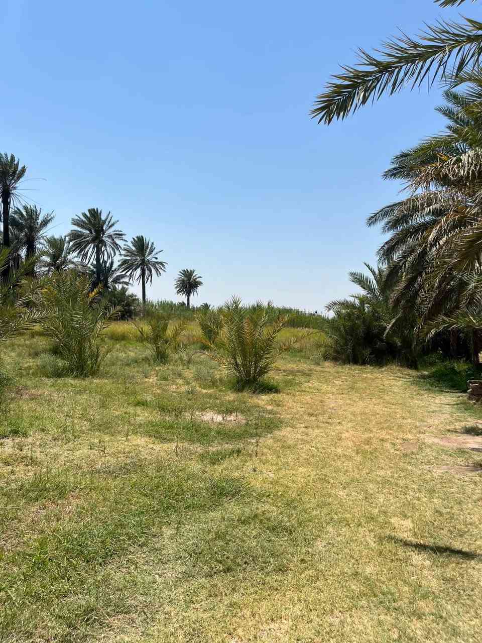 دونم ونص • بيتين • ٢٥٠م عن الطريق